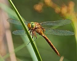 Attēlu rezultāti vaicājumam “Aeshna isoceles”