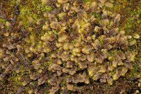 Attēlu rezultāti vaicājumam “Scapania mucronata”