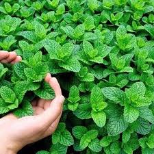 Image result for Mentha piperita