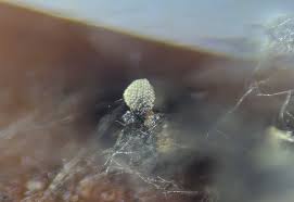 Attēlu rezultāti vaicājumam “Neocudoniella albiceps”