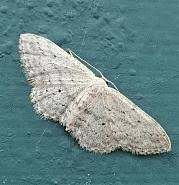 Attēlu rezultāti vaicājumam “Idaea seriata”