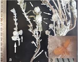 Attēlu rezultāti vaicājumam “Rabdophaga heterobia”