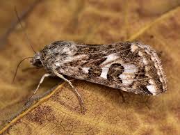 Attēlu rezultāti vaicājumam “Protoschinia scutosa”