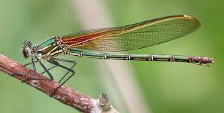 Attēlu rezultāti vaicājumam “Heptagenia sulphurea female”