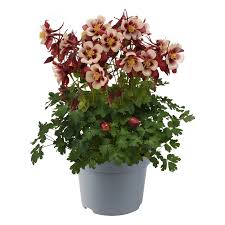 Image result for Aquilegia caerulea