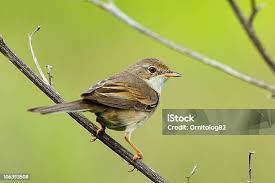 Attēlu rezultāti vaicājumam “Sylvia communis”