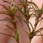 Attēlu rezultāti vaicājumam “Najas tenuissima”