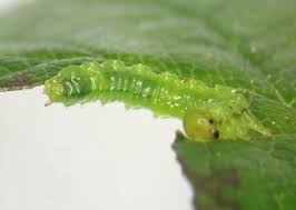 Attēlu rezultāti vaicājumam “Argidae larva”