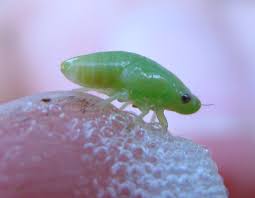 Attēlu rezultāti vaicājumam “Neophilaenus lineatus”