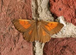 Attēlu rezultāti vaicājumam “Angerona prunaria”