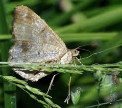 Attēlu rezultāti vaicājumam “Macaria signaria”