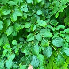 Attēlu rezultāti vaicājumam “Rhamnus cathartica”