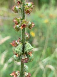 Attēlu rezultāti vaicājumam “Agrimonia eupatoria fruit”