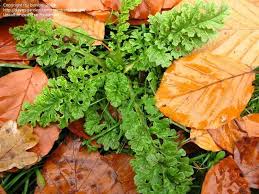 Attēlu rezultāti vaicājumam “Jacobaea vulgaris leaf”
