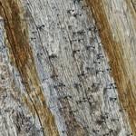 Attēlu rezultāti vaicājumam “Microcalicium disseminatum”