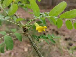 Attēlu rezultāti vaicājumam “Caragana arborescens flower”