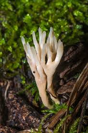 Attēlu rezultāti vaicājumam “Tremellodendropsis tuberosa”