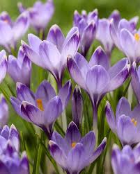 Attēlu rezultāti vaicājumam “Crocus tommasinianus flower”