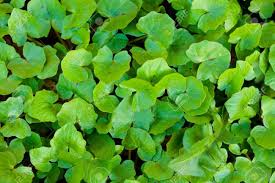 Attēlu rezultāti vaicājumam “Ficaria verna”