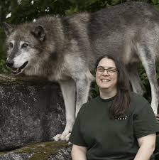 Image result for Westgate Wolves A.R.L.F.C.