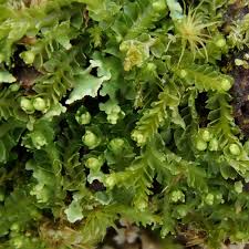 Attēlu rezultāti vaicājumam “Harpanthus scutatus”