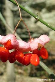 Attēlu rezultāti vaicājumam “Hordelymus europaeus fruit”