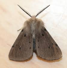 Attēlu rezultāti vaicājumam “Diaphora mendica”