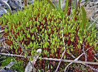 Attēlu rezultāti vaicājumam “Bryum caespiticium”