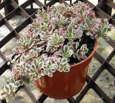 Attēlu rezultāti vaicājumam “Phedimus spurius leaf”