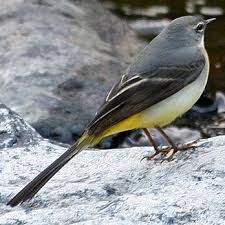 Attēlu rezultāti vaicājumam “Motacilla cinerea”