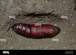 Attēlu rezultāti vaicājumam “Sphinx ligustri larva”