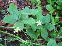 Attēlu rezultāti vaicājumam “Bryonia alba leaf”