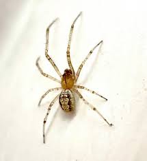 Attēlu rezultāti vaicājumam “Linyphiidae”