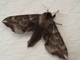 Attēlu rezultāti vaicājumam “Laothoe amurensis”