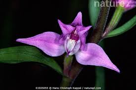 Attēlu rezultāti vaicājumam “Cephalanthera rubra”