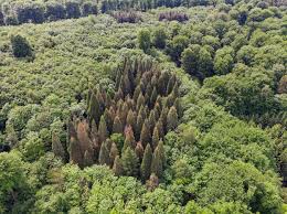 Image result for Mammutbaum