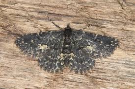 Attēlu rezultāti vaicājumam “Parascotia fuliginaria”