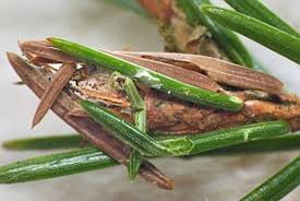 Attēlu rezultāti vaicājumam “Dichelia histrionana”