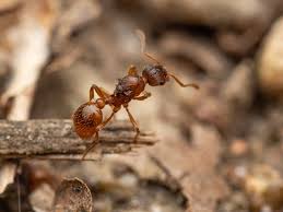 Attēlu rezultāti vaicājumam “Myrmica rubra”