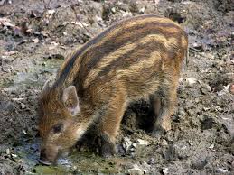 Attēlu rezultāti vaicājumam “Sus scrofa”