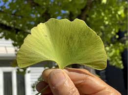 Attēlu rezultāti vaicājumam “Ginkgo biloba leaf”