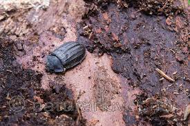 Attēlu rezultāti vaicājumam “Peltis grossa”