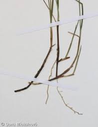 Attēlu rezultāti vaicājumam “Carex pauciflora”