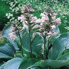 Image result for Hosta sieboldiana 'Elegans'