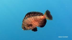 Image result for Schedophilus ovalis