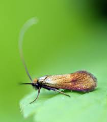 Attēlu rezultāti vaicājumam “Nemophora metallica”