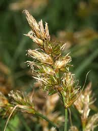 Attēlu rezultāti vaicājumam “Carex arenaria”