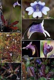 Attēlu rezultāti vaicājumam “Lentibulariaceae”