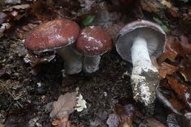 Attēlu rezultāti vaicājumam “Cortinarius praestans”