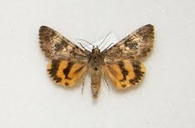 Attēlu rezultāti vaicājumam “Catocala fulminea”